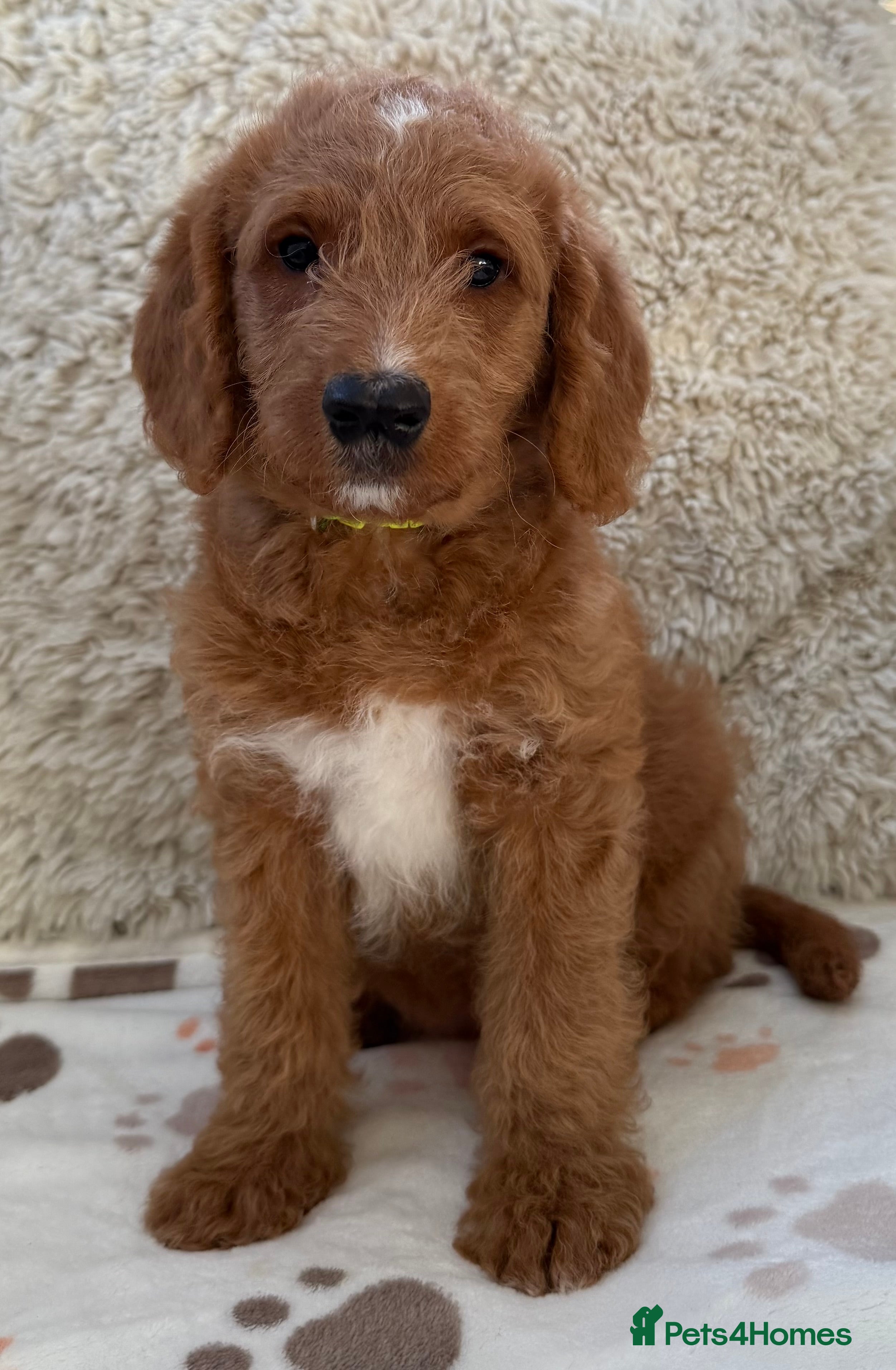 Australian Labradoodle dogs Australian Labradoodle Pups  - Advert 1