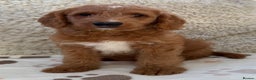 Australian Labradoodle dogs for sale: Australian Labradoodle Pups  - Advert 1
