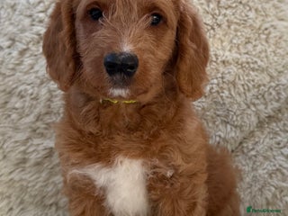 Australian Labradoodle dogs Australian Labradoodle Pups - Advert 4