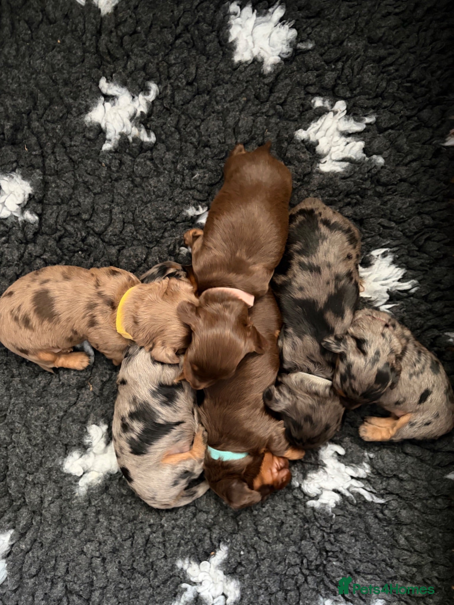 Miniature Dachshund dogs 🐾 𝓢𝓽𝓾𝓷𝓷𝓲𝓷𝓰 𝓜𝓲𝓷𝓲 𝓓𝓪𝓬𝓱𝓼𝓱𝓾𝓷𝓭𝓼 - Advert 9