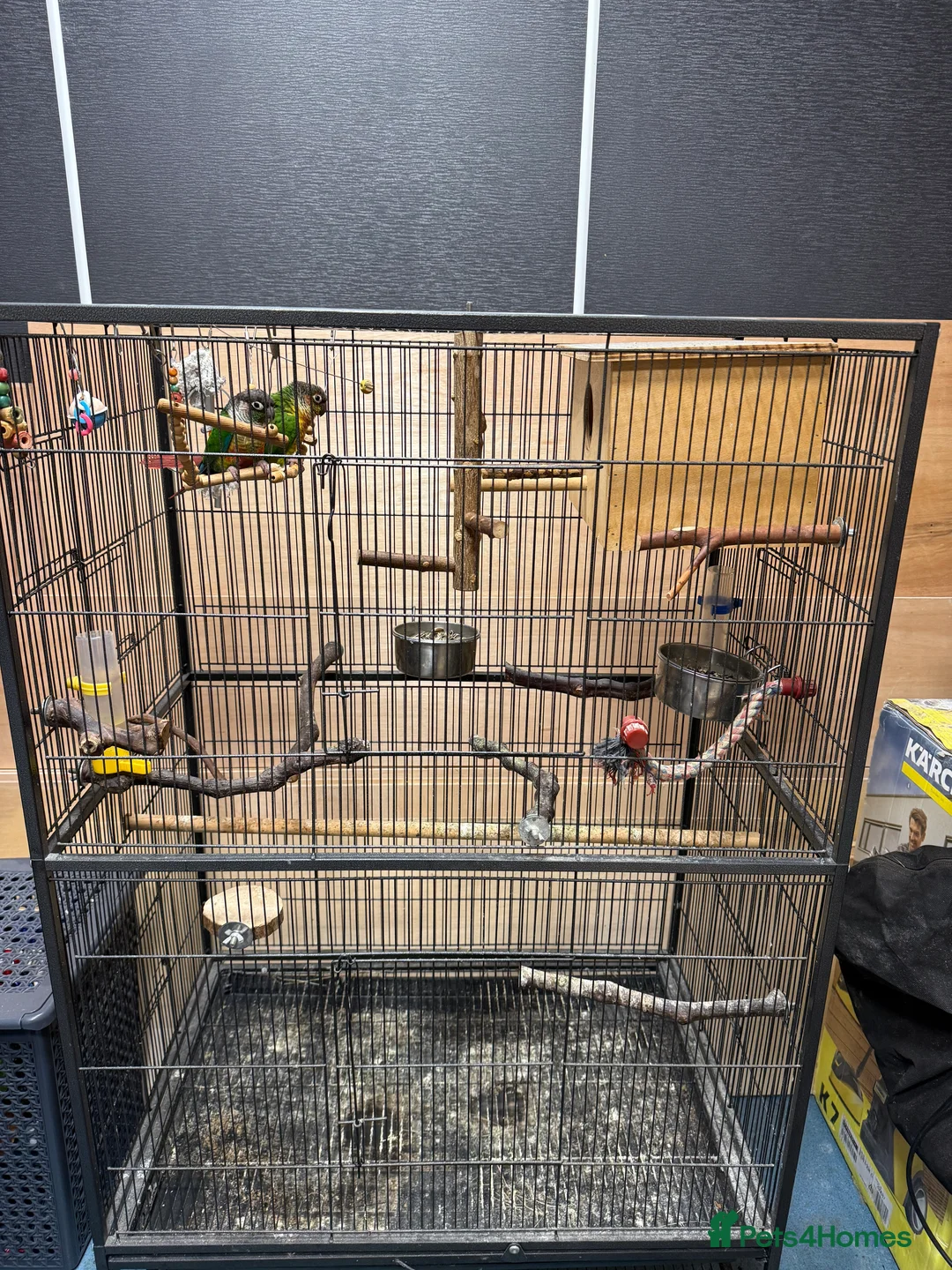 Conures birds for sale: Green Cheek Conures - Advert 9