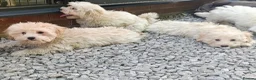 Maltipoo dogs for sale: F1 Maltipoo Puppies For Sale  - Advert 13
