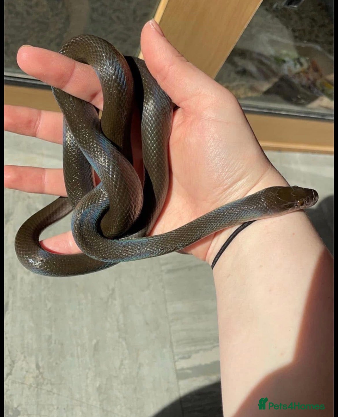 Snake reptiles Olive House Snake - Advert 1