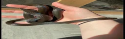 Snake reptiles for sale: Olive House Snake - Advert 1