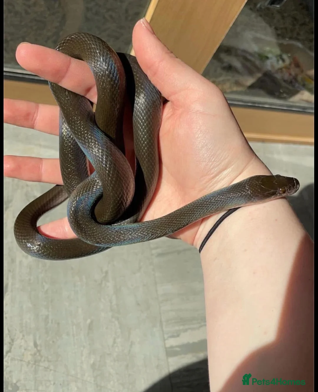 Snake reptiles for sale: Olive House Snake - Advert 1