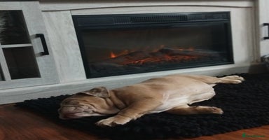 English Bulldog dogs - Advert 4