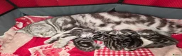 British Shorthair cats for sale: Imperial quality Silver Tabby kittens  - Advert 11