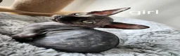 Sphynx cats for sale: Have 3 beautiful Canadian Sphynx - Advert 6