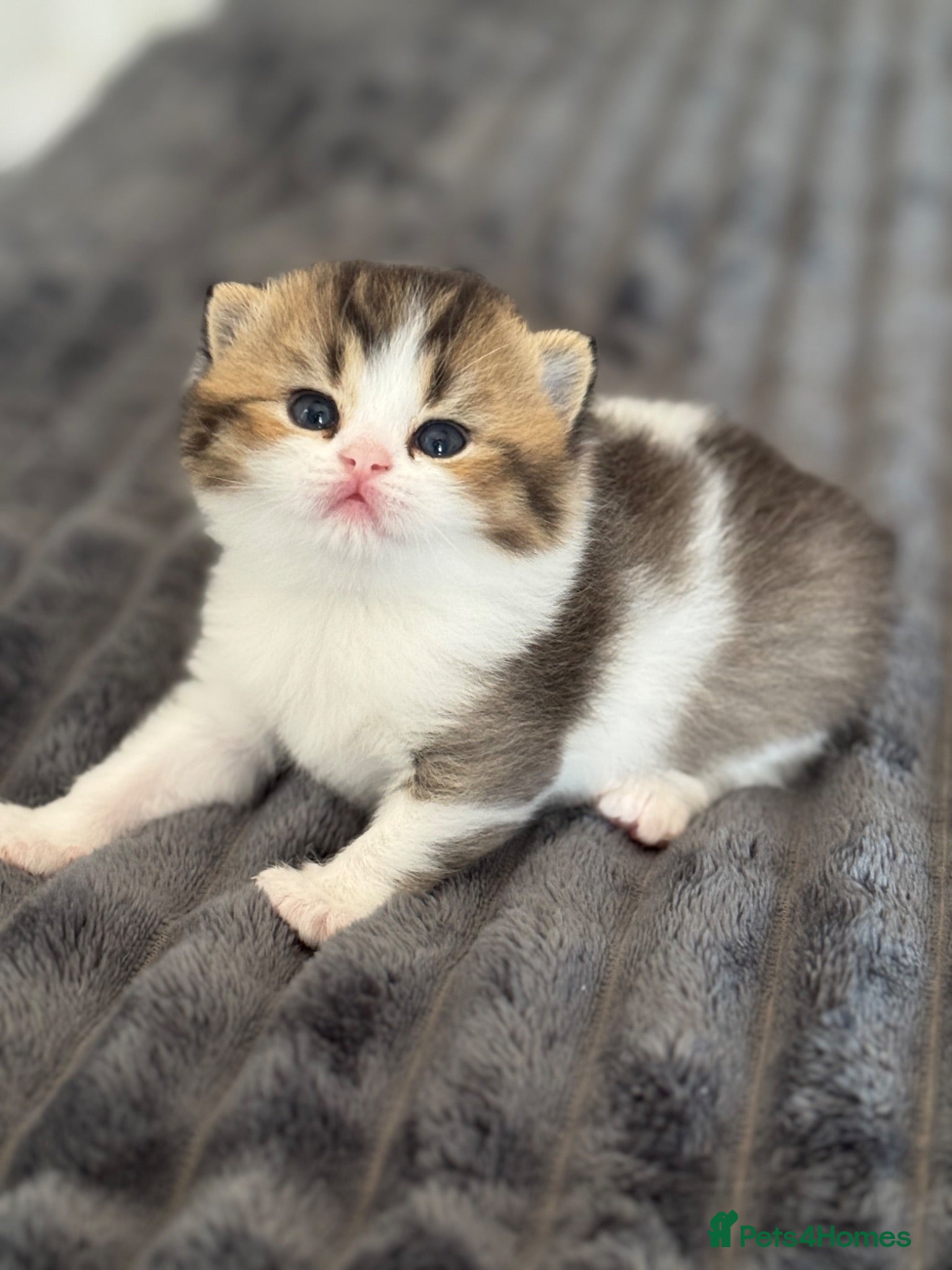 British Shorthair cats Brown Black ticked tabby white TICA reg - Advert 12