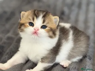 British Shorthair cats Brown Black ticked tabby white TICA reg - Advert 12