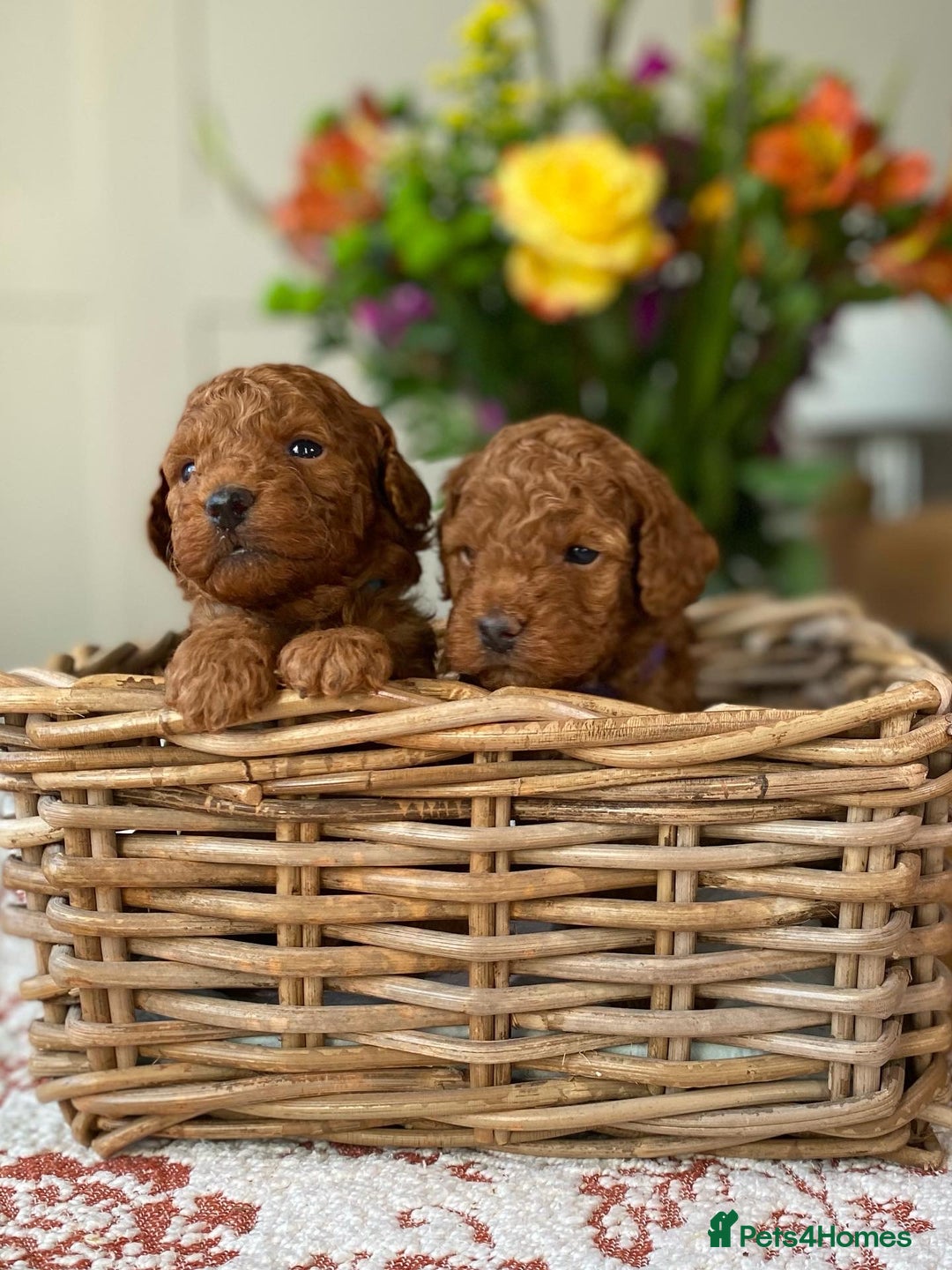 Cockapoo dogs for sale: Red toy cockapoos-Ready now!! - Image 2