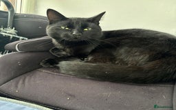 Ragdoll cats for sale: Sooty 1 year old male cat - Image 5
