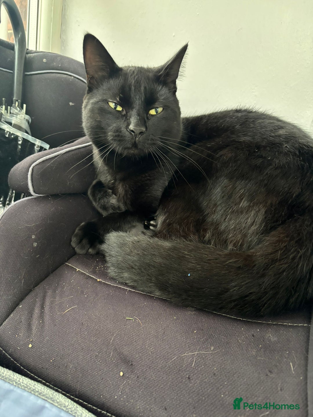 Ragdoll cats for sale: Sooty 1 year old male cat - Image 5