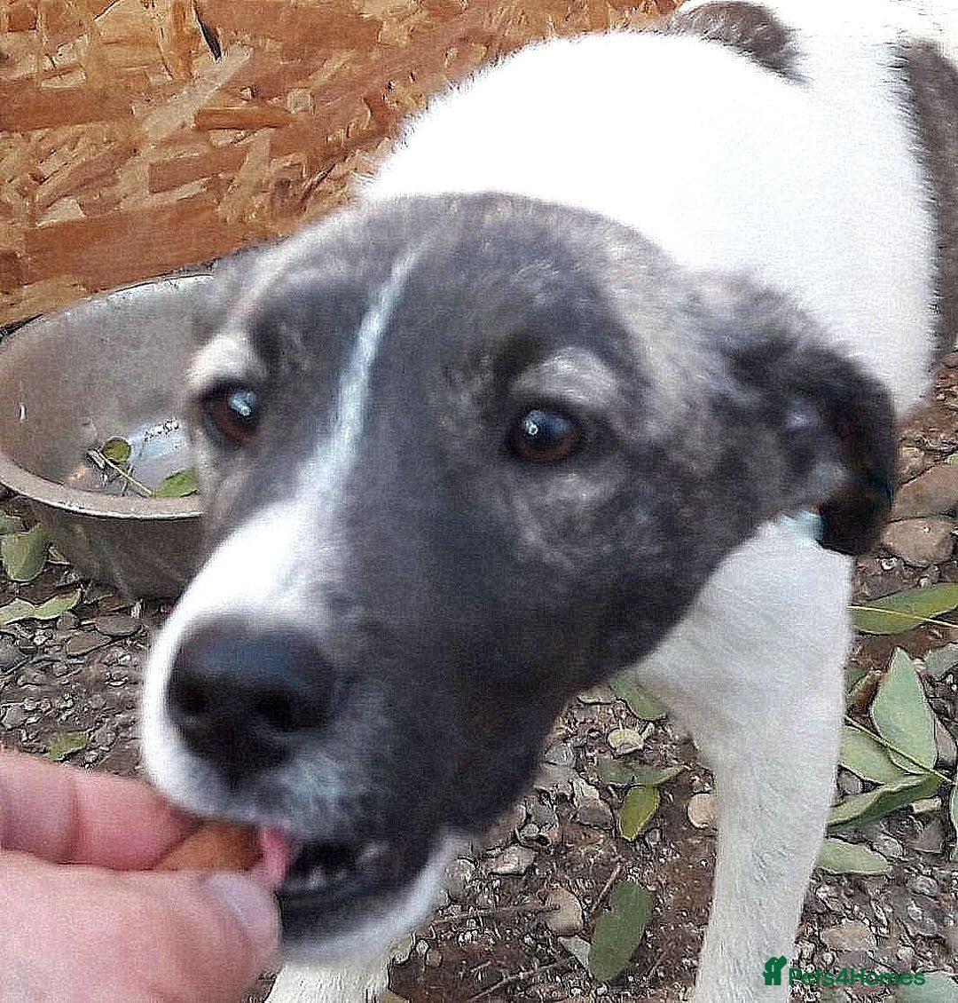 Mixed Breed dogs for adoption: 🌟 Marley 💛 5 years in shelter, still hoping - Advert 10