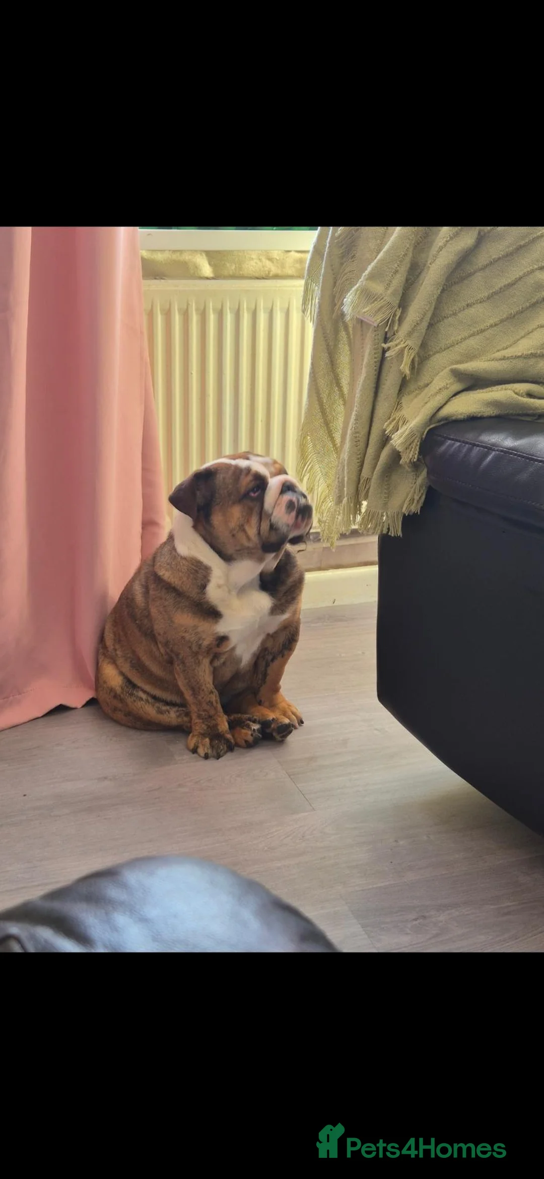 English Bulldog dogs for sale: Beautiful bulldog bitch - Advert 2