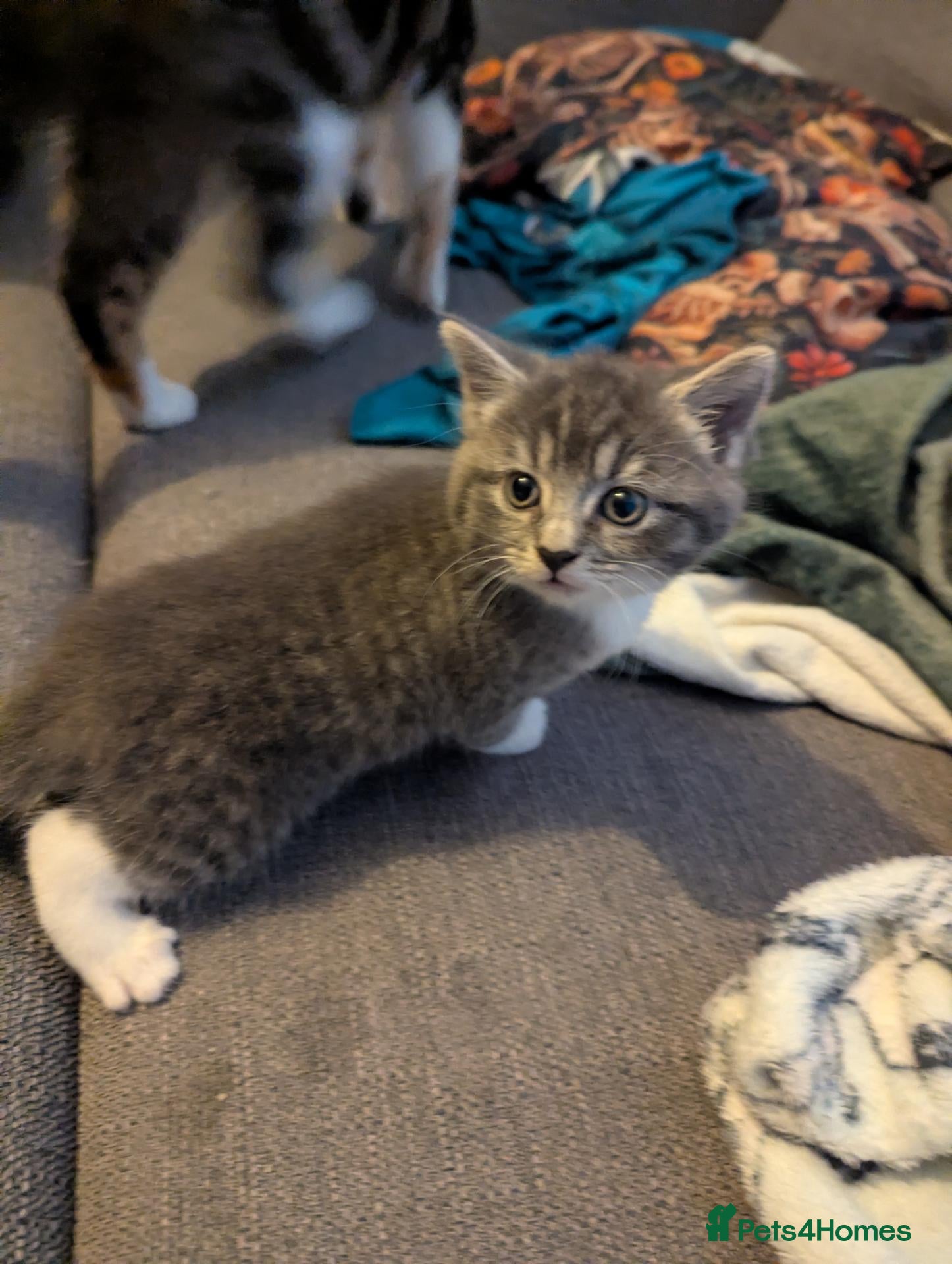 British Shorthair cats Gorgeous grey and white tabby kitten girl - Advert 10