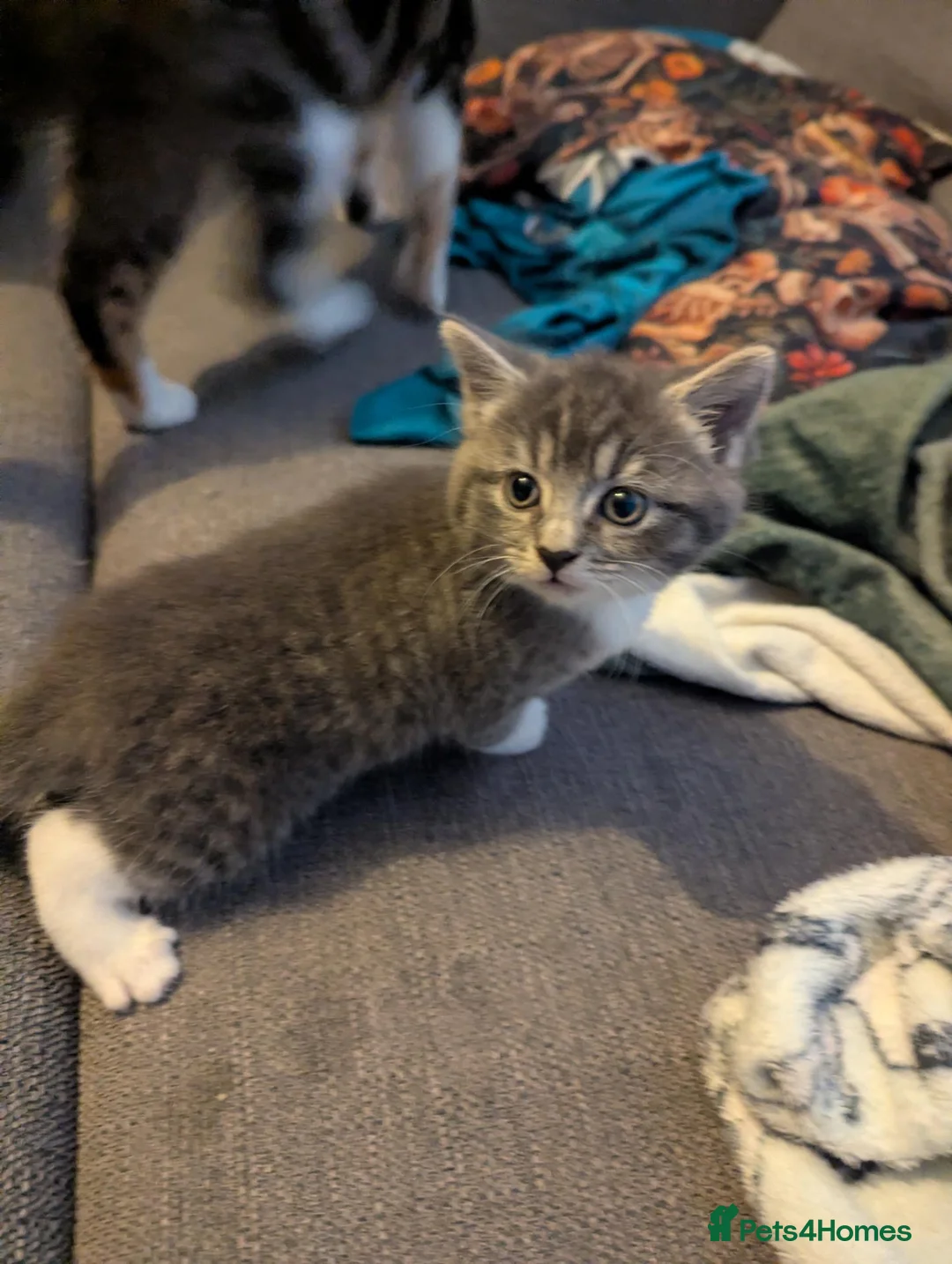 British Shorthair cats for sale: Gorgeous grey and white tabby kitten girl - Advert 1