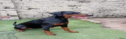 Dobermann dogs for sale: Doberman puppies - Advert 2