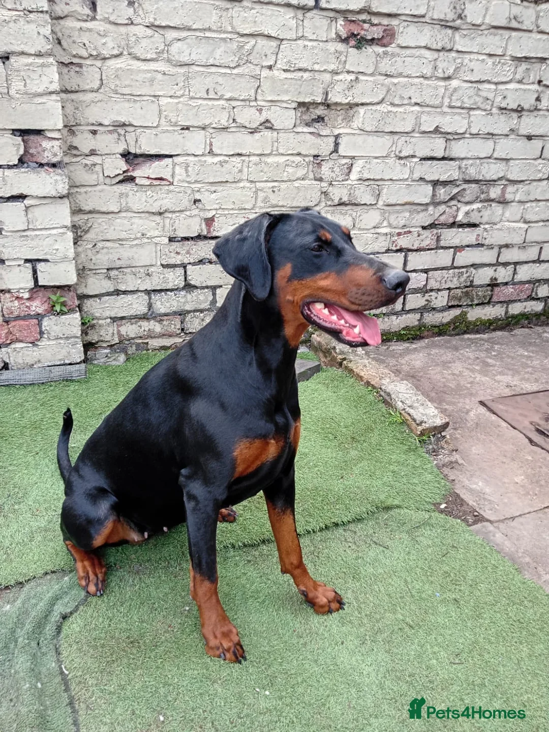 Dobermann dogs for sale: Doberman puppies - Advert 2