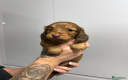 Miniature Dachshund dogs for sale: Beautiful Longhair miniature Dachshund - Image 15