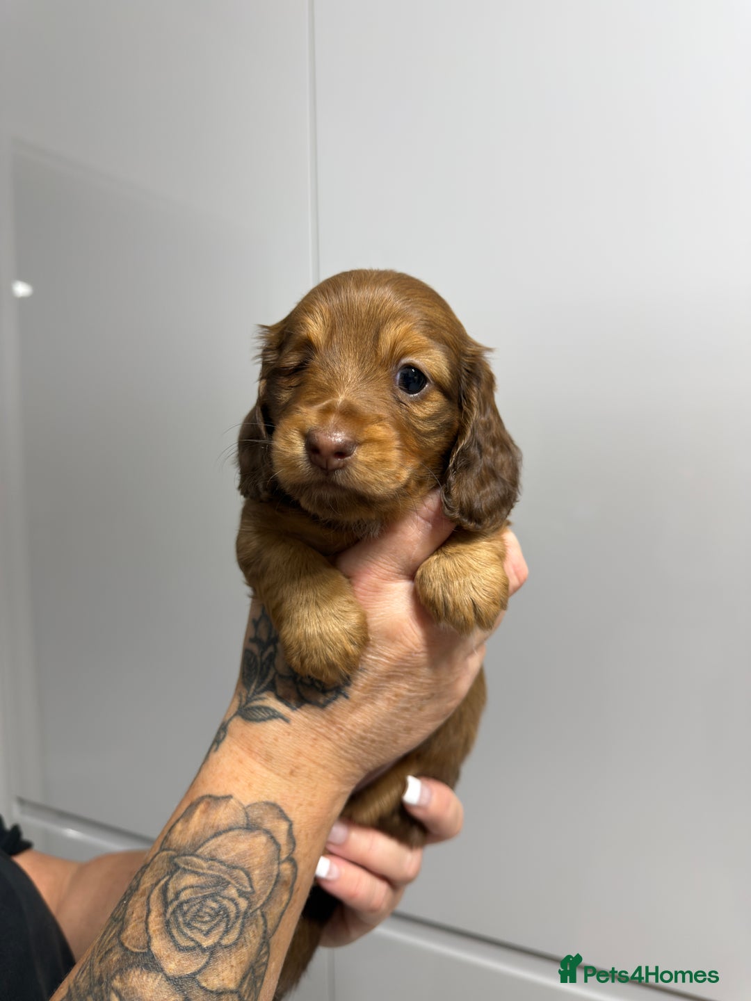 Miniature Dachshund dogs for sale: Beautiful Longhair miniature Dachshund - Image 15
