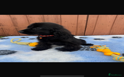 Cocker Spaniel dogs for sale: Show type cocker spaniel puppy’s  - Image 9