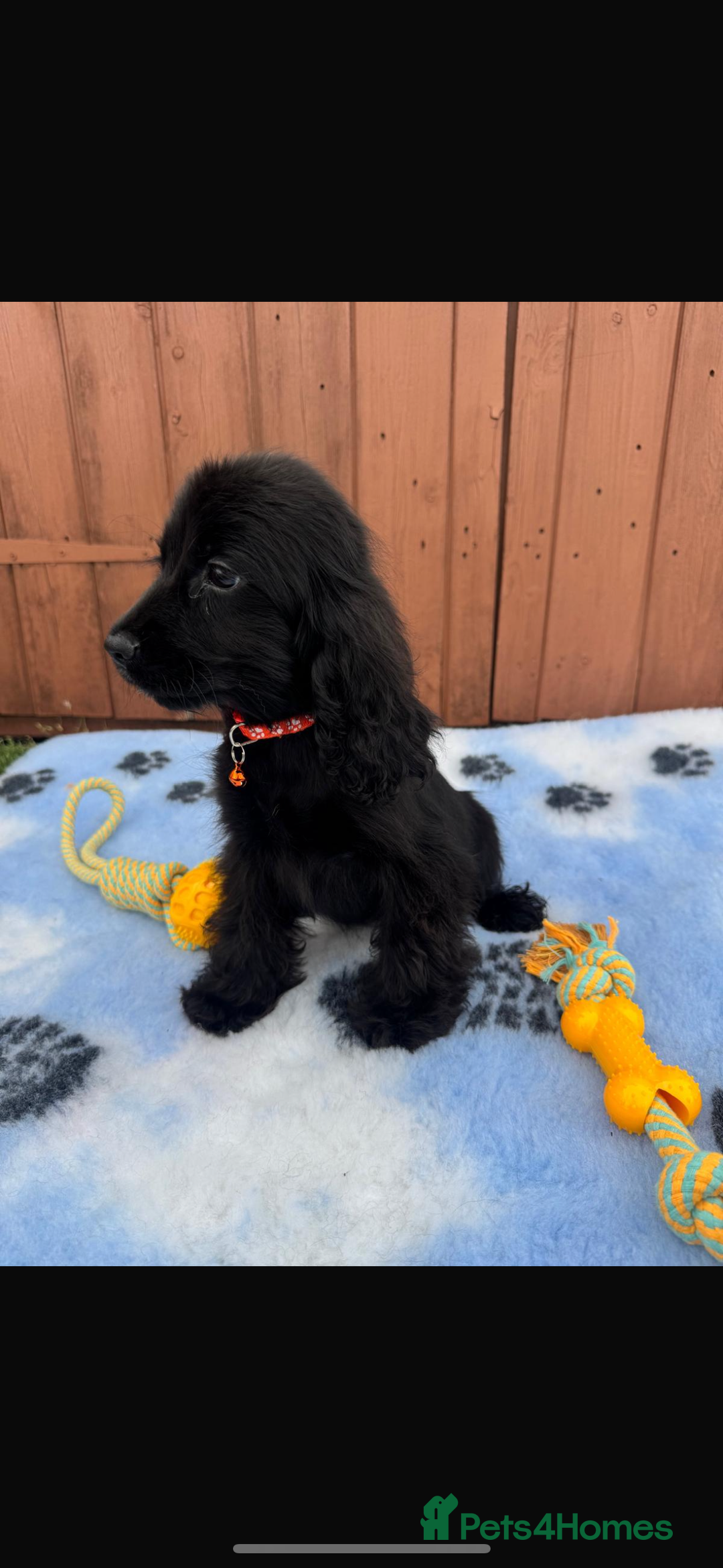 Cocker Spaniel dogs for sale: Show type cocker spaniel puppy’s  - Image 9