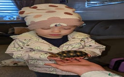 Tortoise reptiles for sale: Spotty the red footed tortoise and viv - Image 2