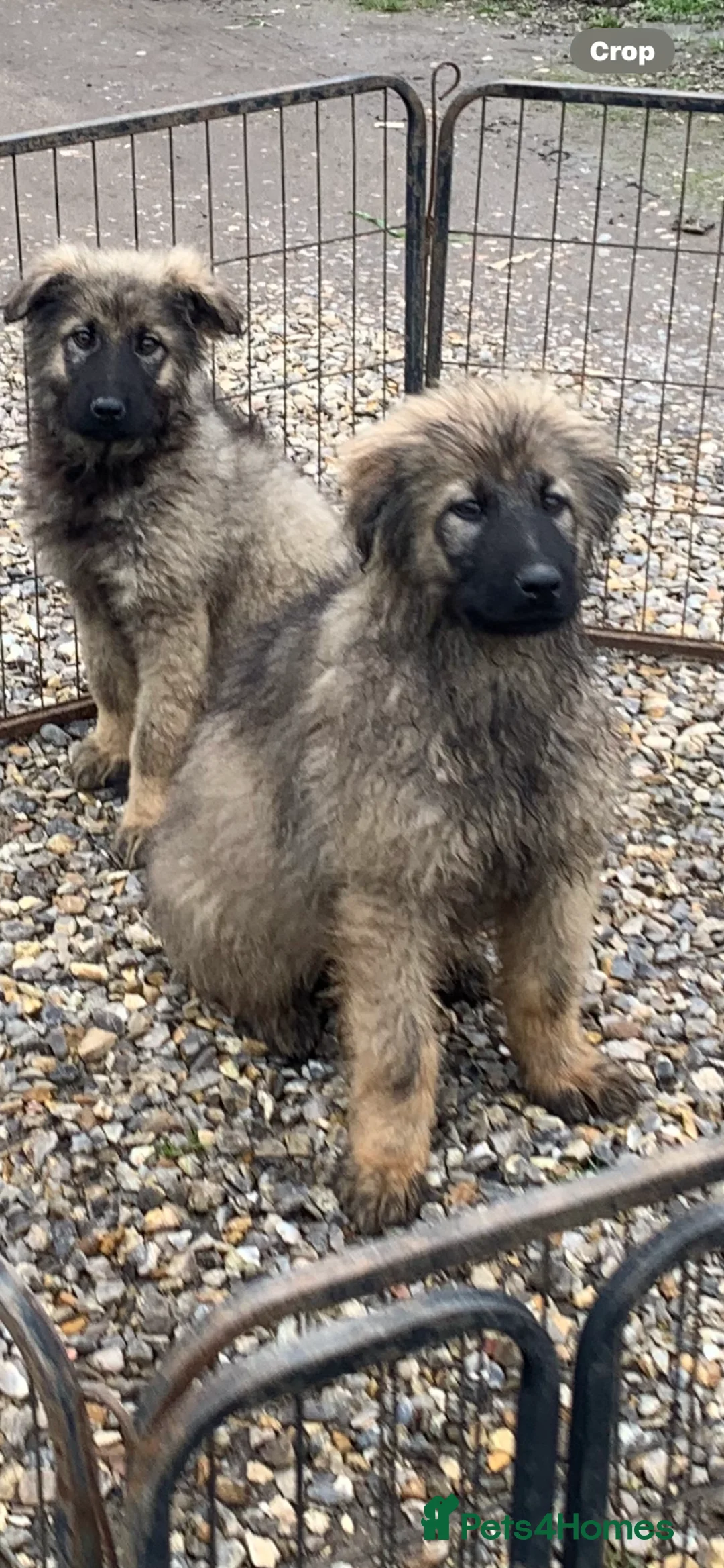Mixed Breed dogs for sale: German shepherd x Caucasian shepherd puppies - Advert 2
