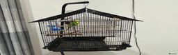 Budgerigars birds for sale: Cage whit 2 budgerigars - Advert 3