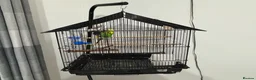 Budgerigars birds for sale: Cage whit 2 budgerigars - Advert 3