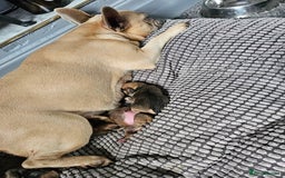 French Bulldog dogs for sale: Gorgeous french bulldogs - Image 25