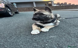 Mixed Breed dogs for sale: Siberian Husky  - Image 1