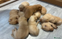 Labrador Retriever dogs for sale: Red Fox , Golden & White Labrador Pups  - Image 5