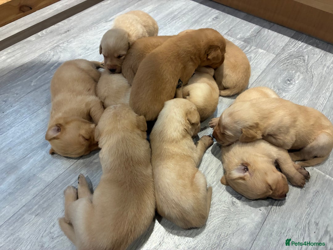 Labrador Retriever dogs for sale: Red Fox , Golden & White Labrador Pups  - Image 5