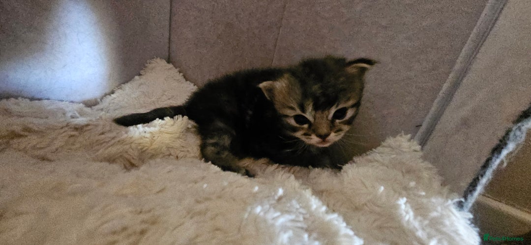 Ragdoll cats for sale: Ragdoll x kittens  - Advert 4