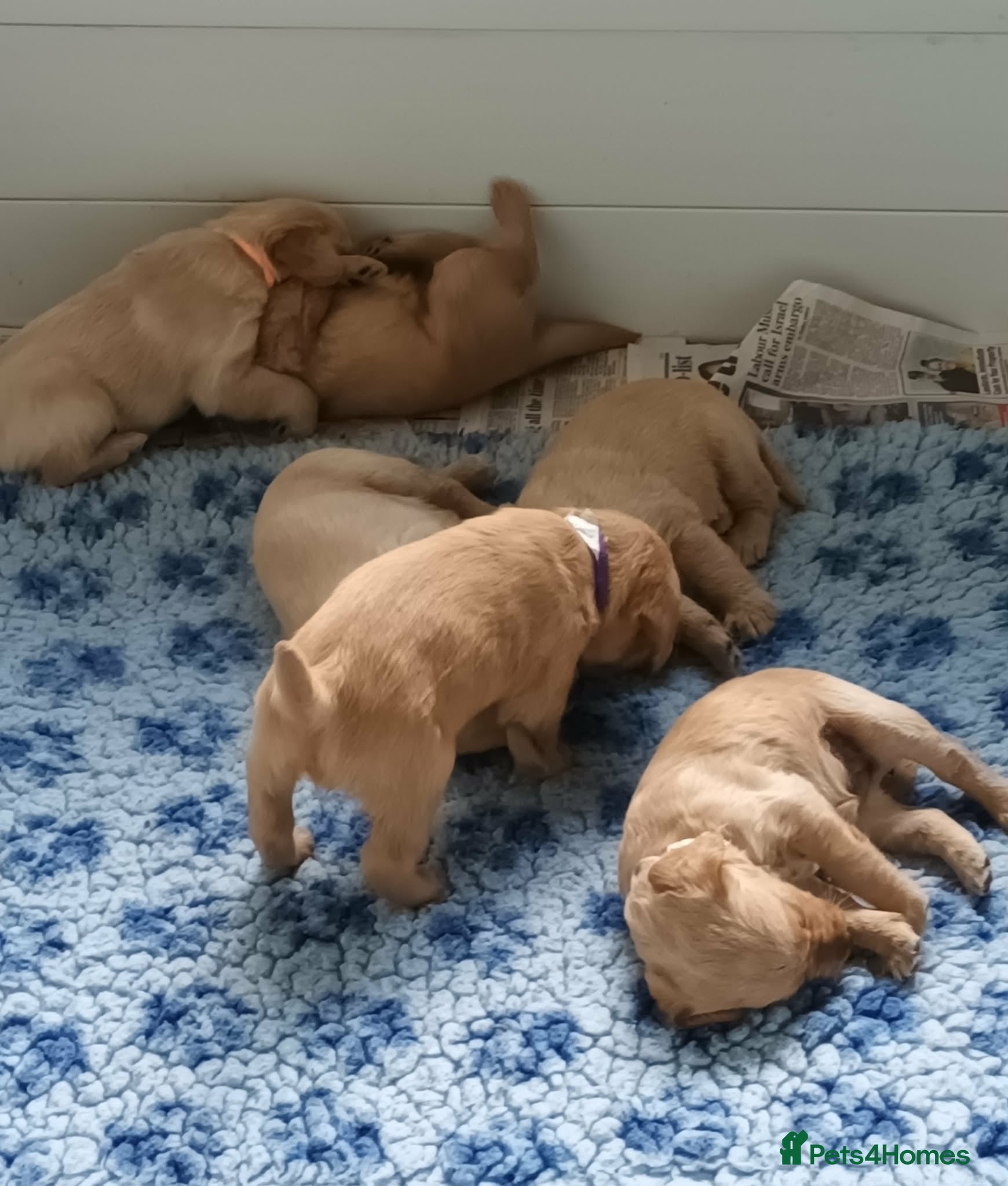 Labradoodle dogs GOLD MINIATURE LABRADOODLE PUPS / LICENCED BREEDER - Advert 10