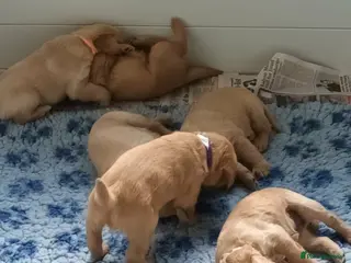 Labradoodle dogs GOLD MINIATURE LABRADOODLE PUPS / LICENCED BREEDER - Advert 10