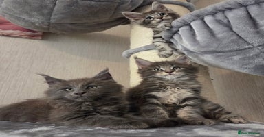 Maine Coon cats - Advert 14
