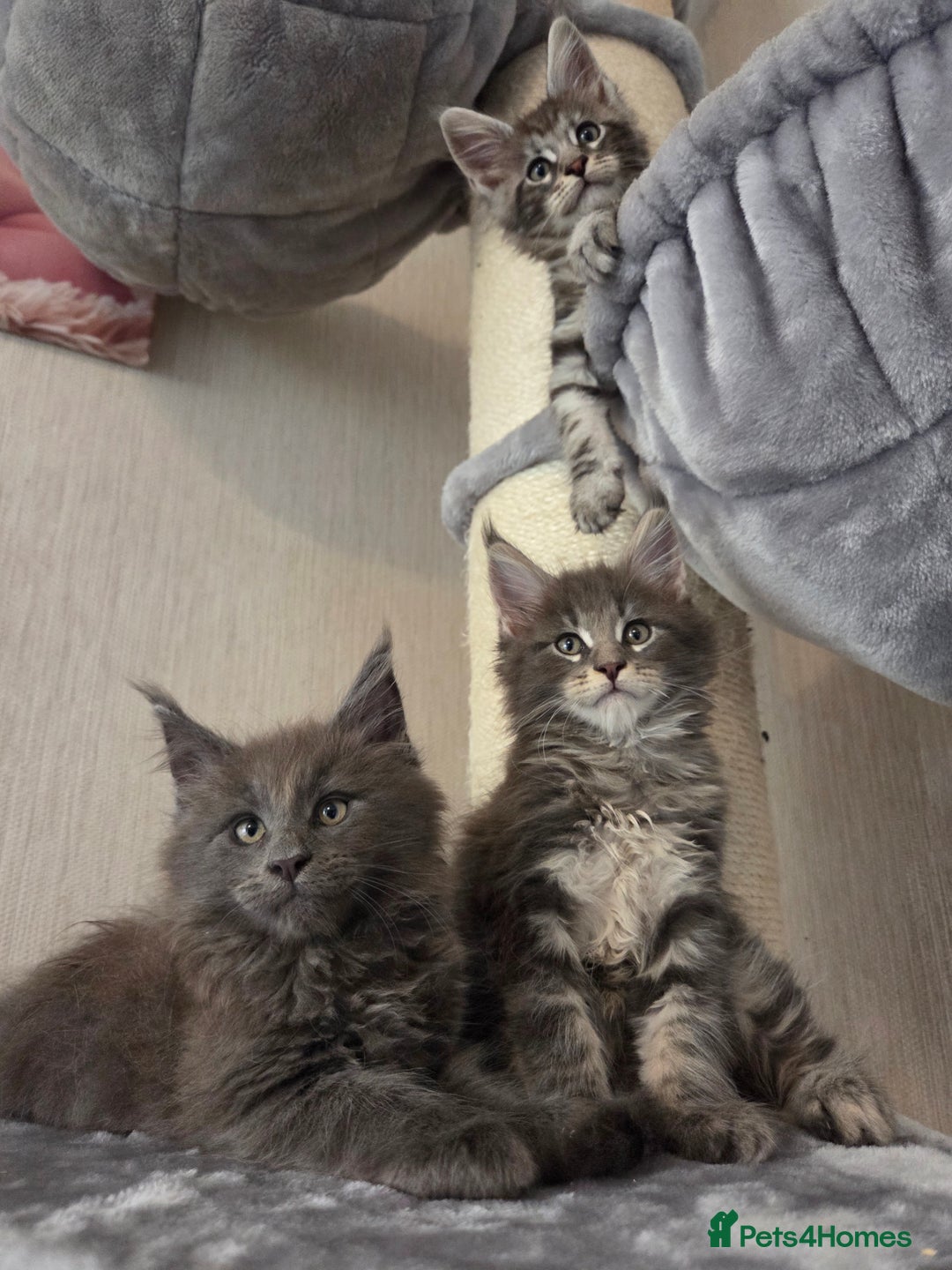 Maine Coon cats for sale: TICA REGISTERED MAINE COON KITTENS - Image 6