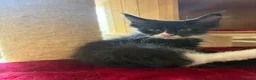 Maine Coon cats for sale: Maincoon male European bloodline  - Advert 5