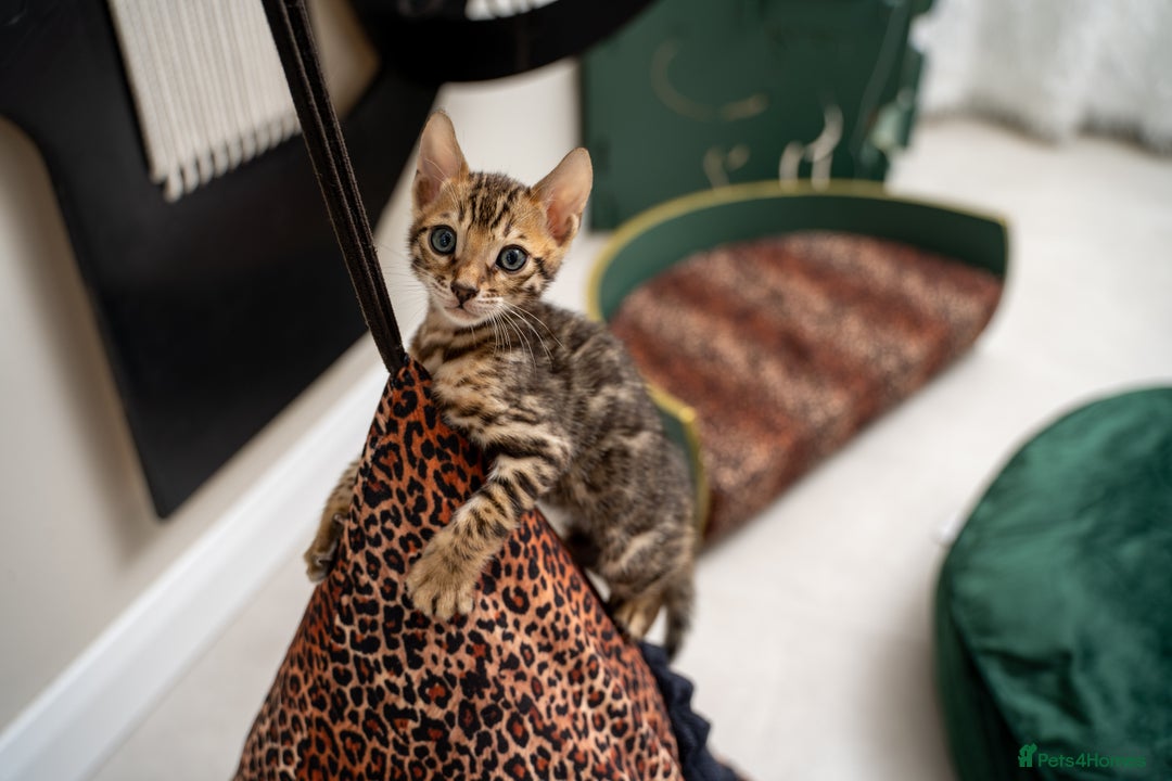 Bengal cats for sale: TICA-Certified Bengal Kittens, Show Quality - Image 32