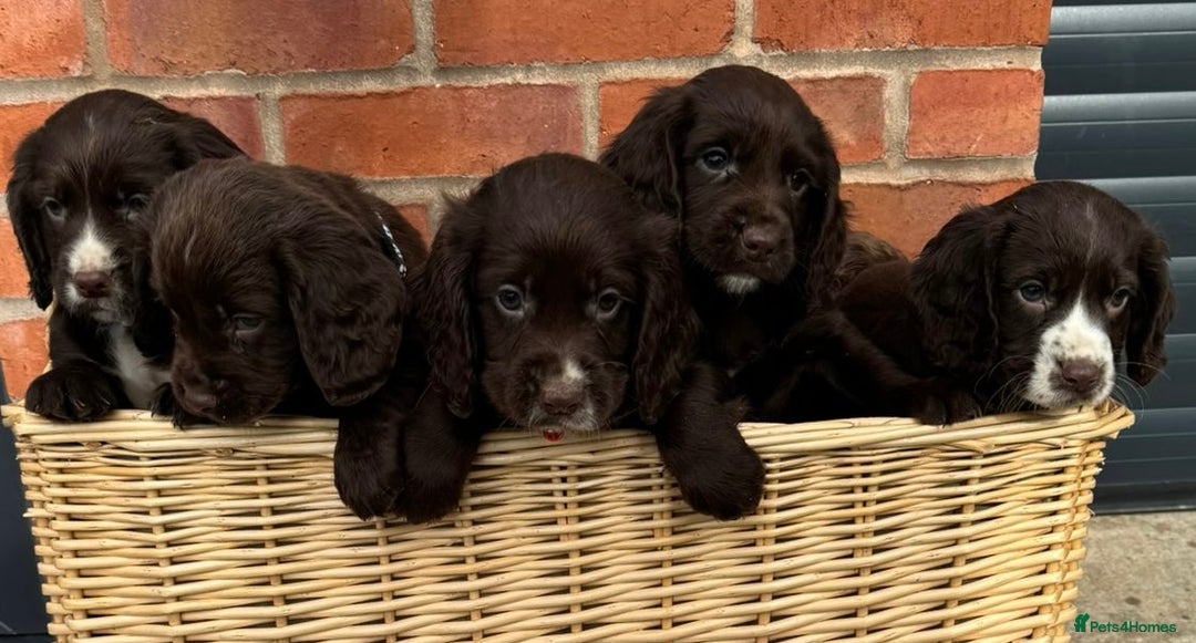 Cocker Spaniel dogs for sale: KC Reg Cocker Spaniel Puppies - Image 5