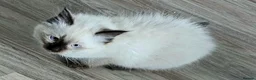 Ragdoll cats for sale: Due to timewasters 1 kitten available. . - Advert 10