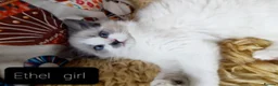 Mixed Breed cats for sale: Maine Coon X Ragdoll (Ragcoon) kittens - Advert 9