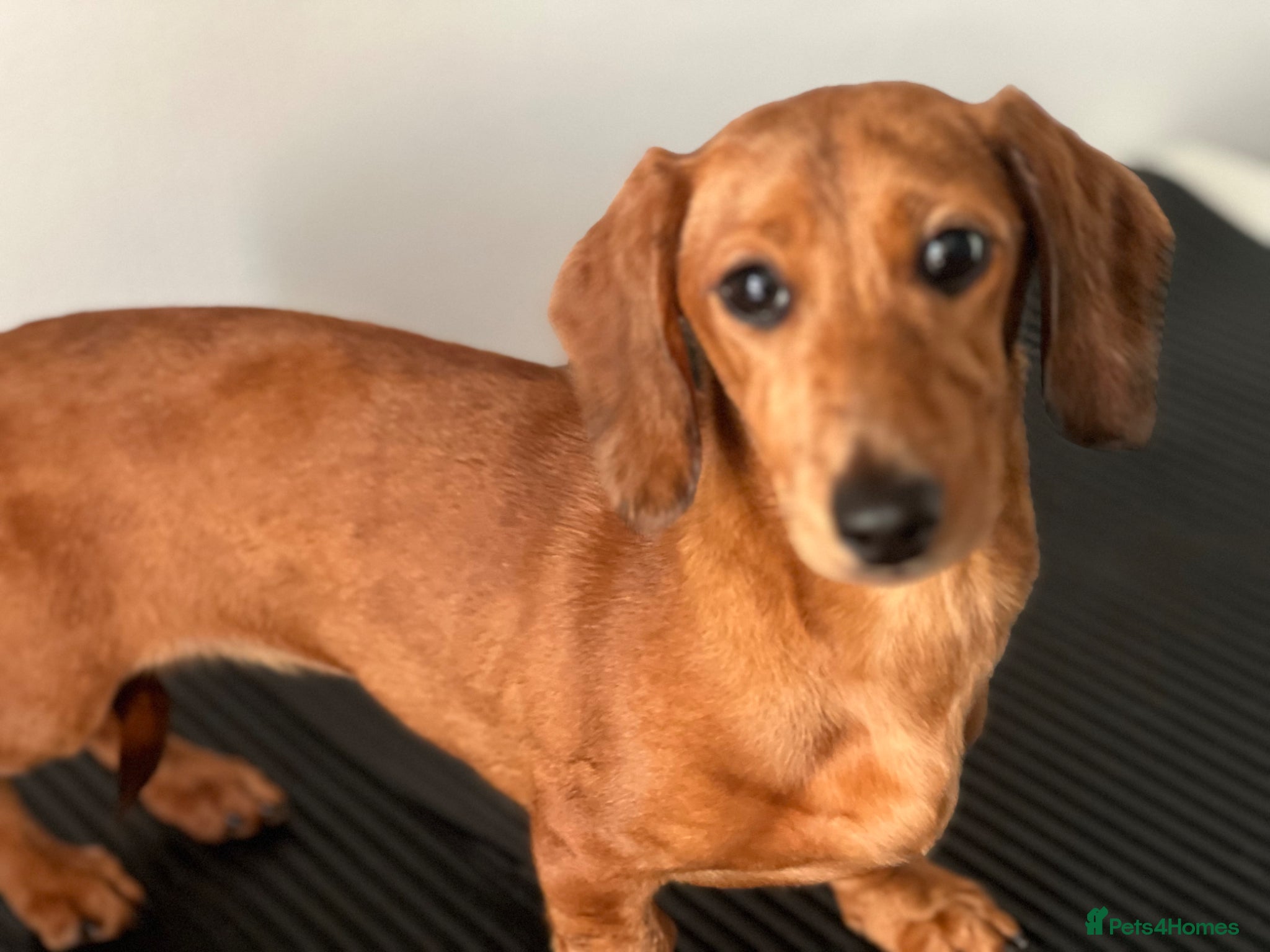 Miniature Dachshund dogs Lovely mini dachshund  - Advert 1