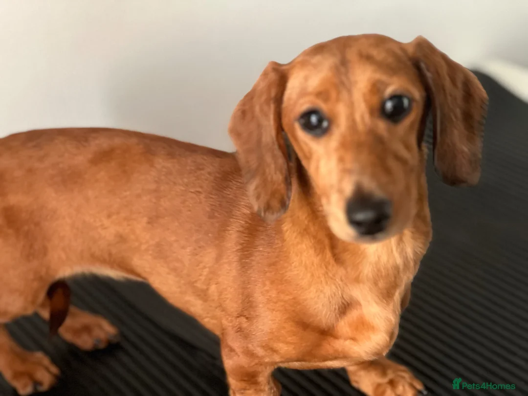 Miniature Dachshund dogs for sale: Lovely mini dachshund  - Advert 1