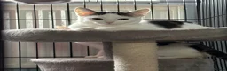 Domestic Shorthair cats for adoption: Playful Kittens- Adopt from Cats In Crisis EastLdn - Advert 6