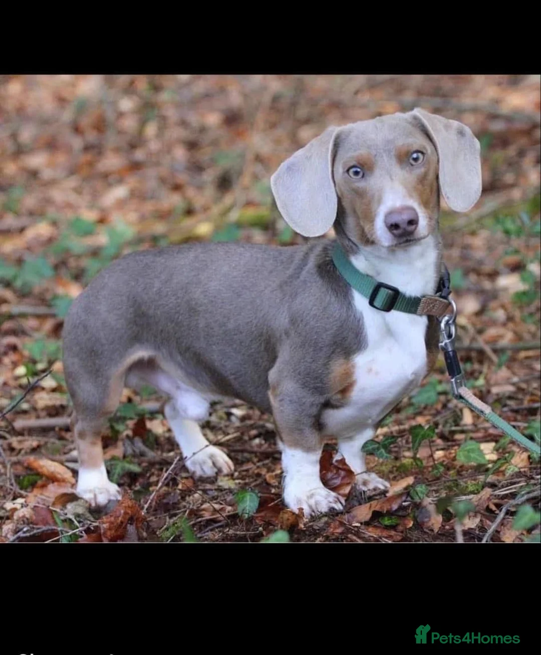 Miniature Dachshund dogs for sale: KC Miniture daschund short haired puppies - Advert 2