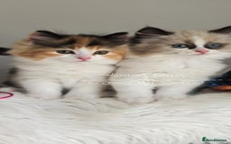 Ragdoll cats for sale: BEAUTIFUL CROSS RAGDOLL/PERSIAN 😻😻😻😻 - Image 21